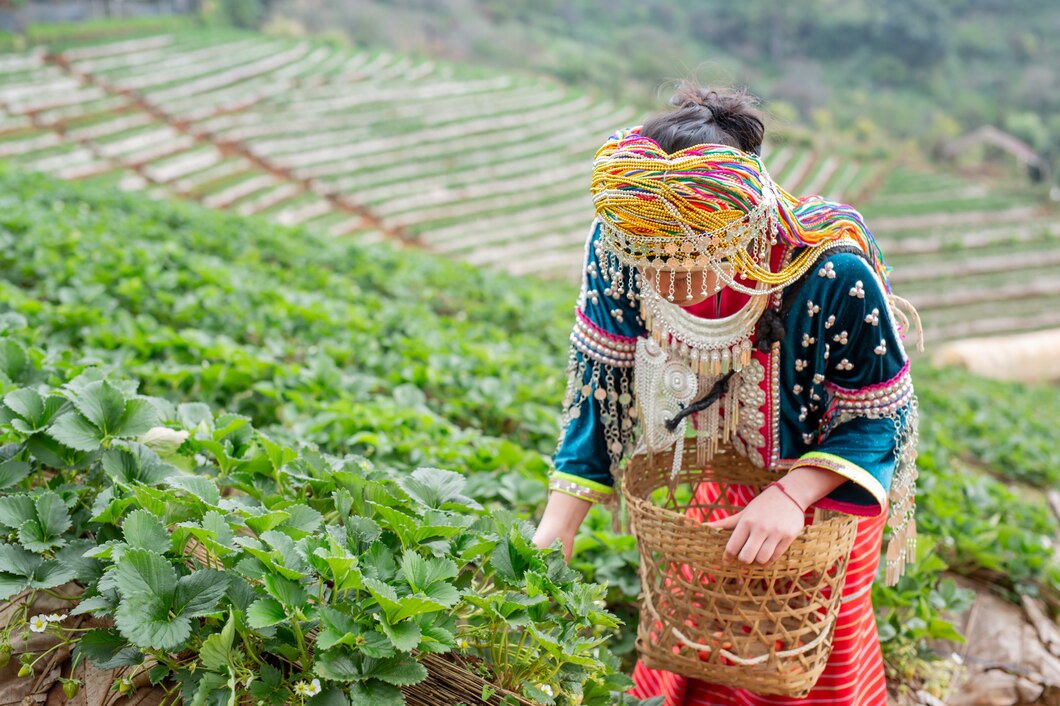 Harvesting in Hills: A Testament to Quality and Sustainability